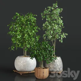 Collection of plants ficus